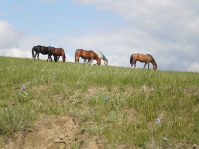 Wild Horses