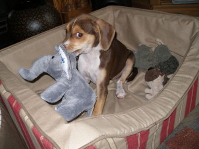 Hozzle and Her Elephant