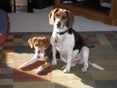 More Beagle Pix 