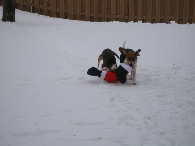 Headline News - Santa Attacked by a Pack of Beagles