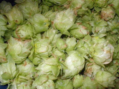 Hoppy Aroma!