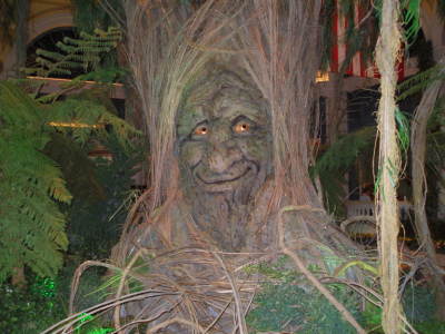 Old Man Tree Face